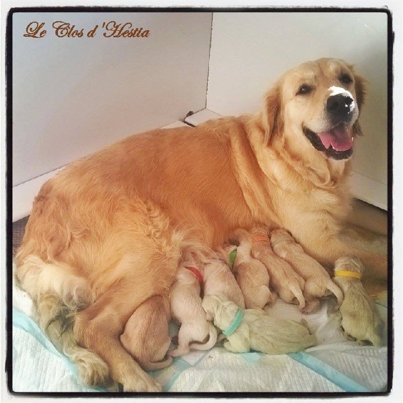 Du Clos D'hestia - Golden Retriever - Portée née le 20/04/2015